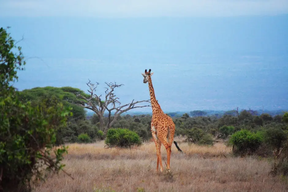 Choosing the Best Time for Your Kenya Safaris Experience