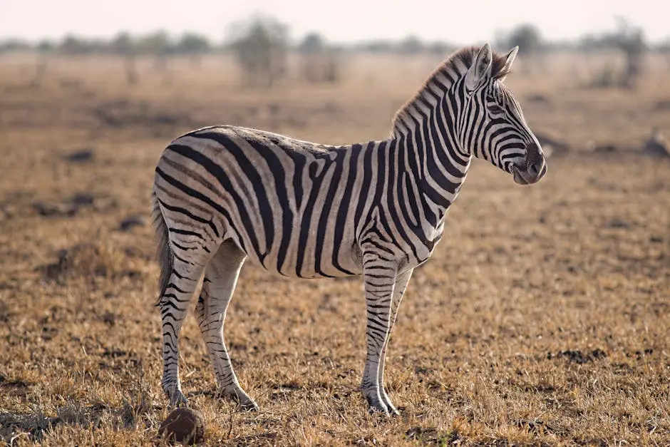How Can I Prepare for a Safari Trip to Masai Mara?