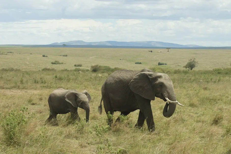 Embrace the Wilderness with an Amboseli Safari in Kenya