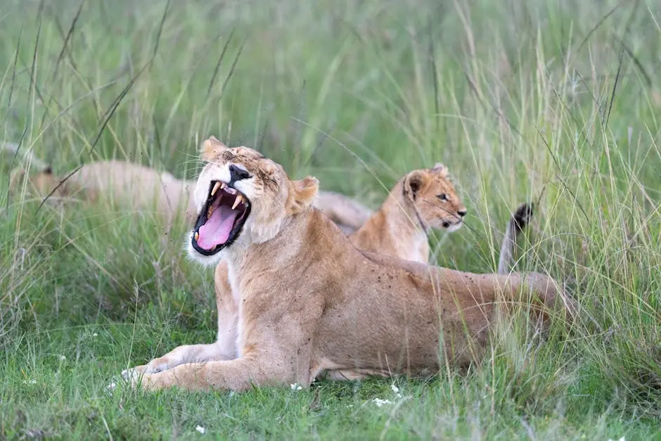 10 Reasons Why a Masai Mara Luxury Safari is Worth Every Penny