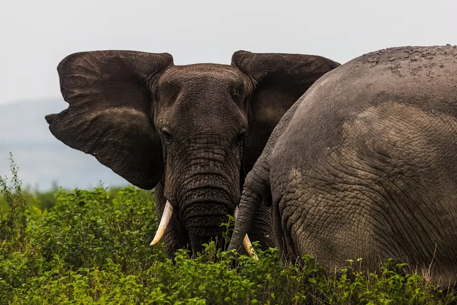 What Should I Expect on a Luxury Safari in Tanzania?