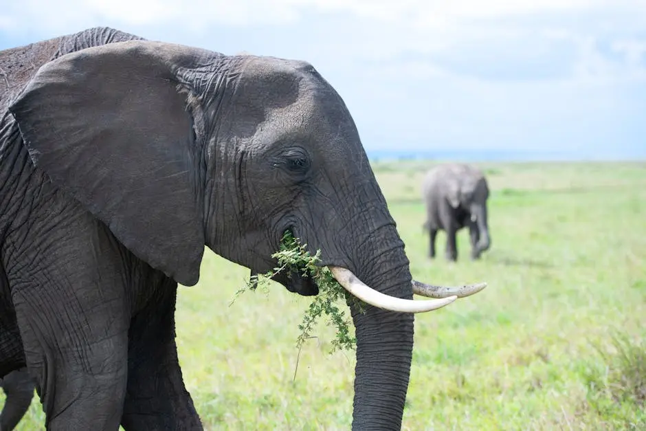 How Do Safari Guides Enhance My Safari Experience?