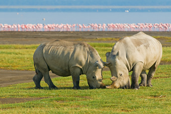 Serengeti Tanzania Safari