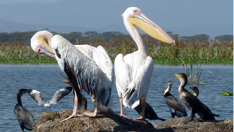 safari in Kenya Lake Nakuru