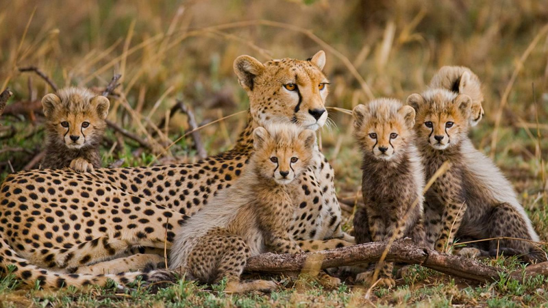 cheetah on Camping Kenya Safari