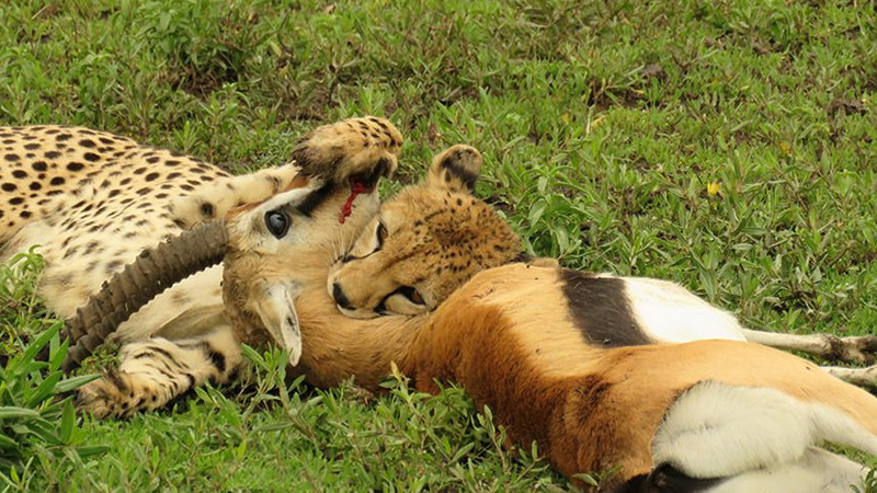 3days-masai-mara-safaris2