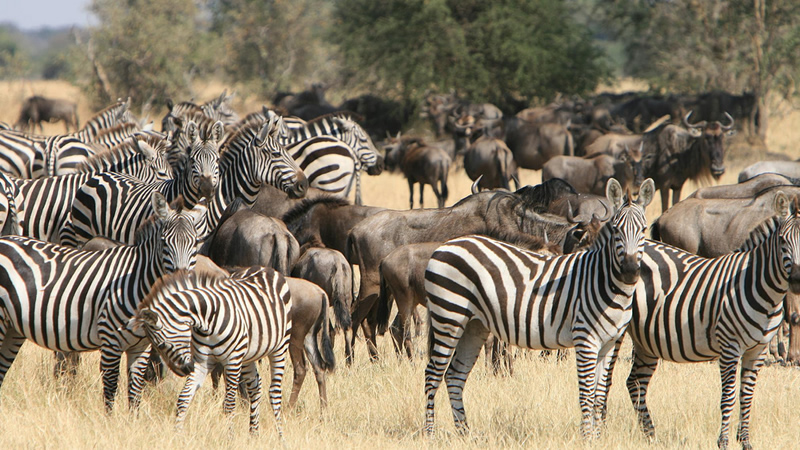 3days-masai-mara-safaris3