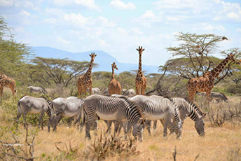 Group Joining Kenya Safari