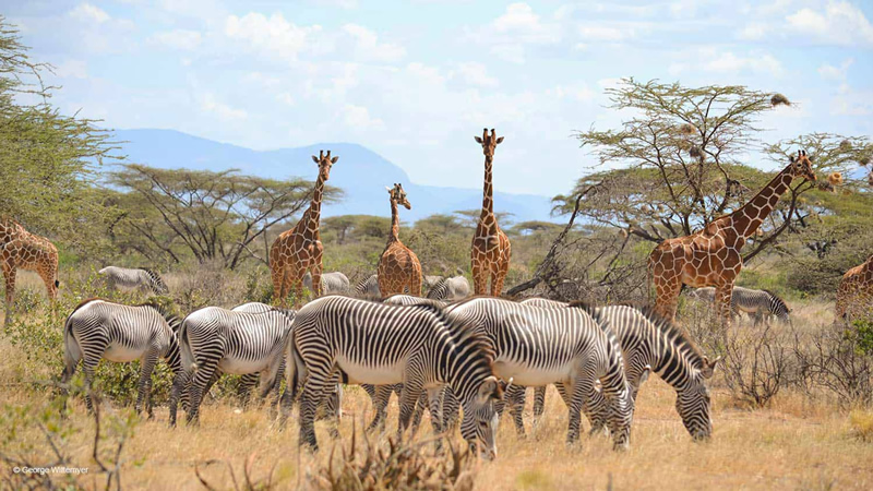 3days-samburu-kenya-safaris1