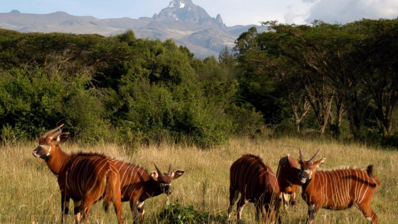 3days-samburu-kenya-safaris3