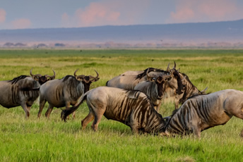 Group Joining Kenya Safari and tours