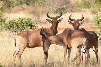 Masai Mara safari, best masai mara safari