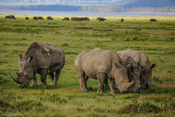 Safaris in Kenya with rhino