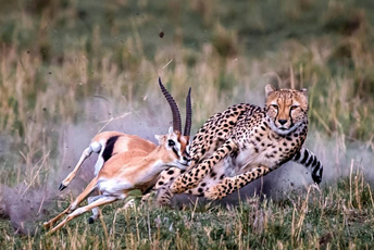 safaris in Tanzania