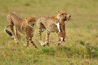 Tanzania safari tours