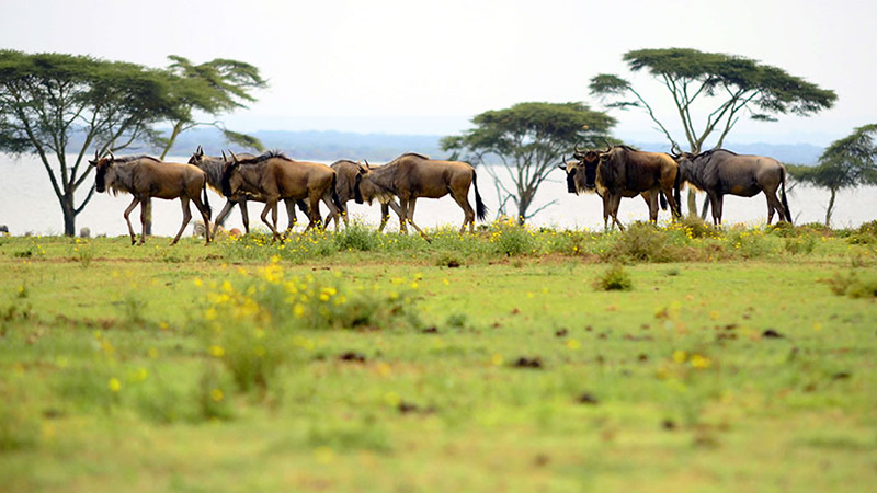 6days-masai-mara-lake-nakuru-and-naivasha-safari2