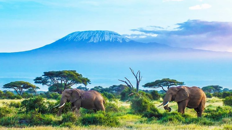 Elephant on Amboseli safari in Kenya