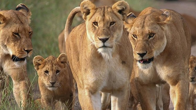 lions on Tanzania safari tours