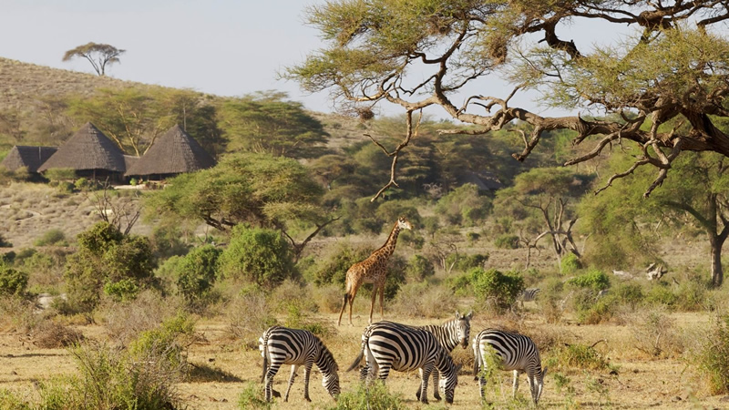 8days-amboseli-and-tanzania safari2
