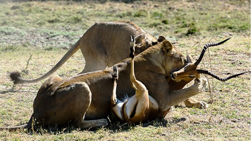 Hunting lion safaris in Tanzania