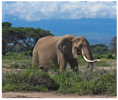 safaris in Tanzania