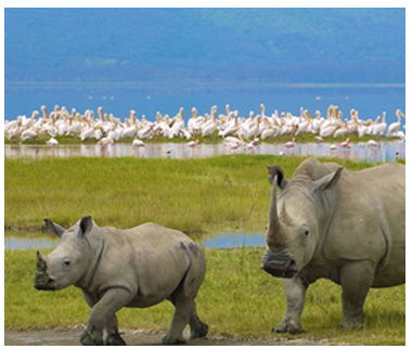 Safaris in Kenya