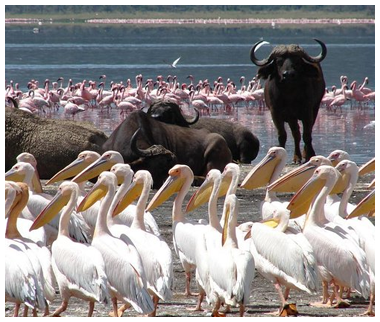 Masai Mara safari