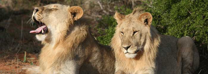 Tanzania safari packages