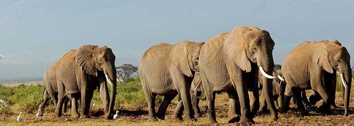 Amboseli safari in Kenya