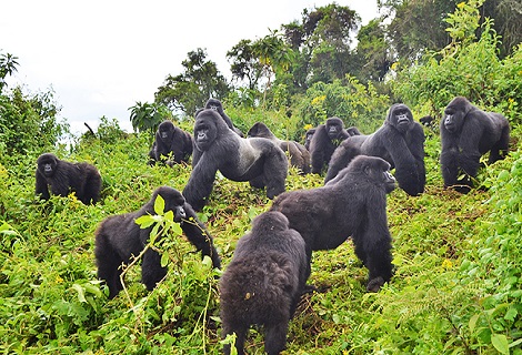 Best Gorilla Safari’s in East Africa you would wish To encounter.