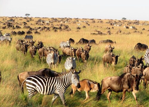 Conservancies to Visit in Kenya