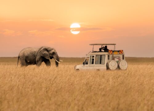 Best Time to Visit Kenya for Safari Experience