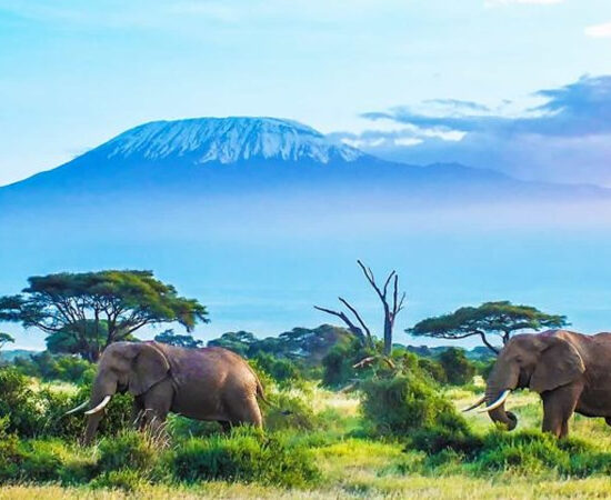 Most Popular Safaris in Kenya