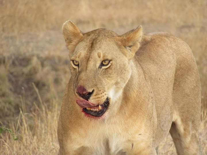 Combined Kenya-Tanzania Safari