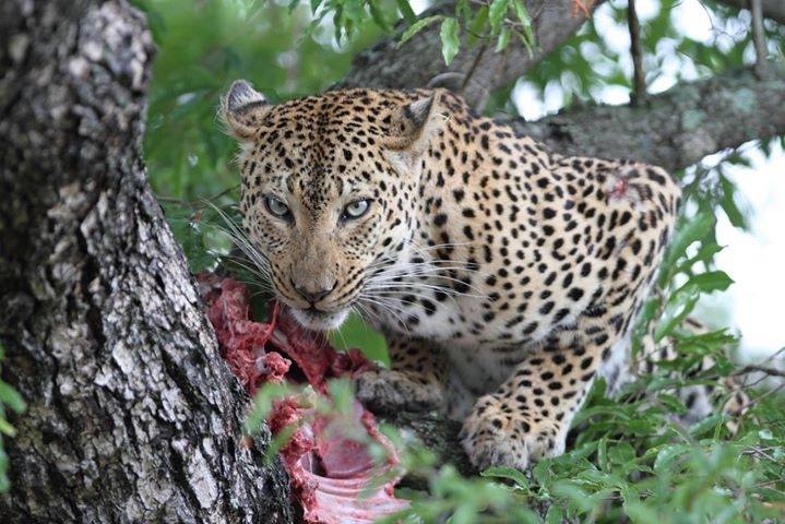 Most Popular Kenya Safaris