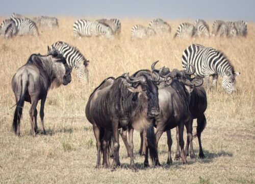 Kenya Safari Packages 2026: Compare Top Tours and Prices